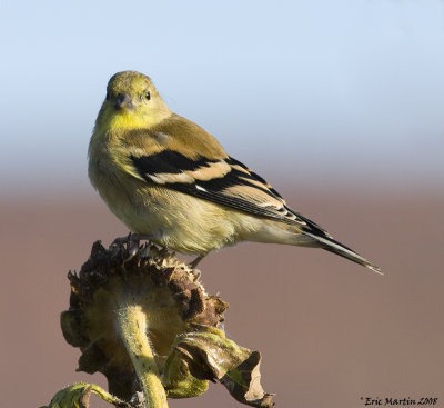 Chardonneret jaune / American goldfinch