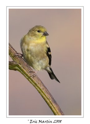 Chardonneret jaune / American goldfinch