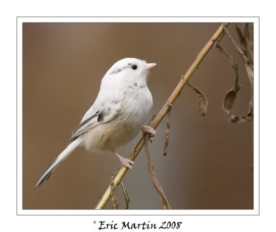 Msange  tte noire Leucistisme /   Leucistisme Black-capped Chickadee