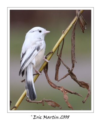 Msange  tte noire Leucistisme /   Leucistisme Black-capped Chickadee