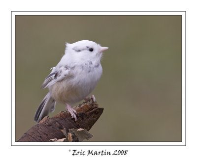 Msange  tte noire Leucistisme /   Leucistisme Black-capped Chickadee