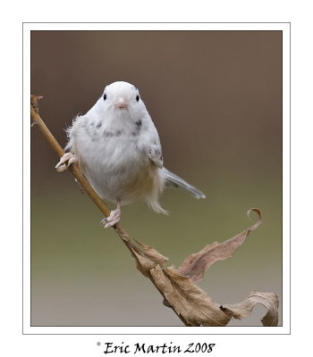 Msange  tte noire Leucistisme /   Leucistisme Black-capped Chickadee