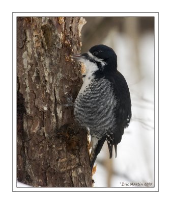 Pic  dos Noir / Black-Backed Woodpecker