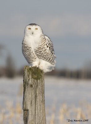 Harfang des Neiges / Snowy Owl