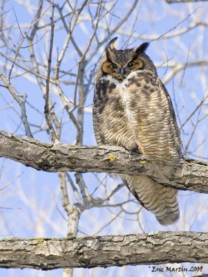Grand-Duc DAmerique / Great Horned Owl