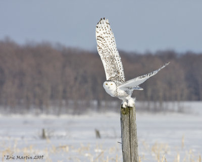 Harfang des Neiges / Snowy Owl