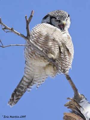Chouette pervire / Northern Hawk Owl