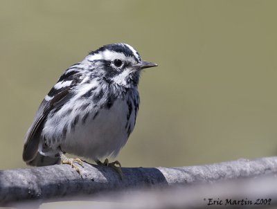 Paruline noir et blanc / Black-and-white Warbler