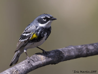 Paruline  croupion jaune / Yellow-rumped Warbler