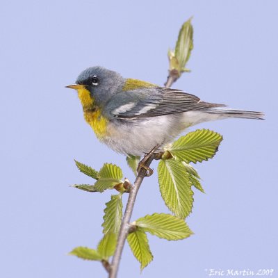 Paruline  collier / Northern parula