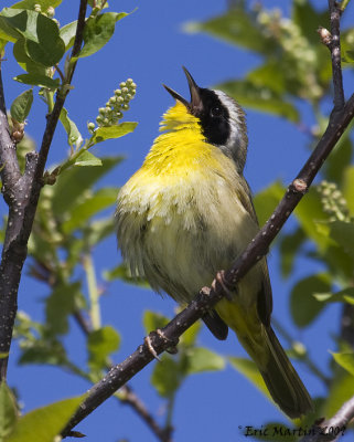 Paruline Masque / Common Yellowthroat 