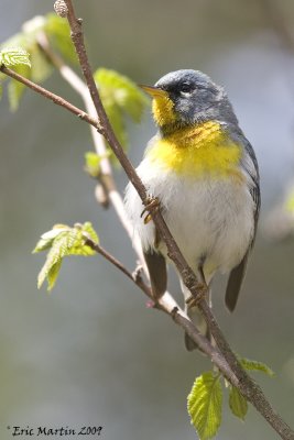 Paruline  collier / Northern parula