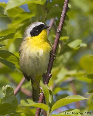 Paruline Masque / Common Yellowthroat