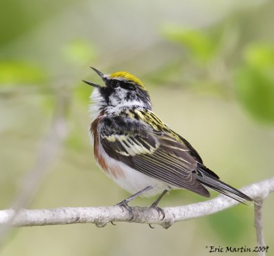 Paruline  flancs marron / Chesnut-sided Warbler