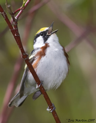 Paruline  flancs marron / Chesnut-sided Warbler