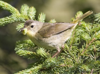 Paruline Masque de type femelle  / Common Yellowthroat
