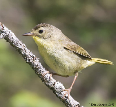 Paruline Masque de type femelle  / Common Yellowthroat