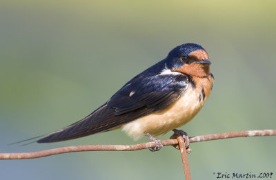 Hirondelle Rustique / Barn Swallow