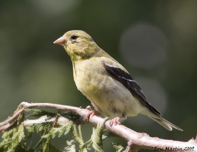 Chardonneret Jaune de type femelle / American Goldfinch