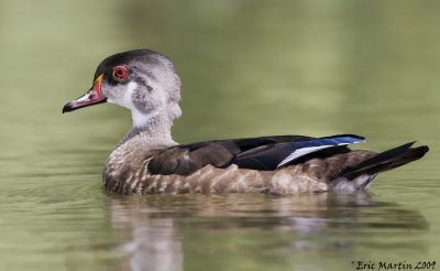 Canard Branchu Mle / Wood Duck