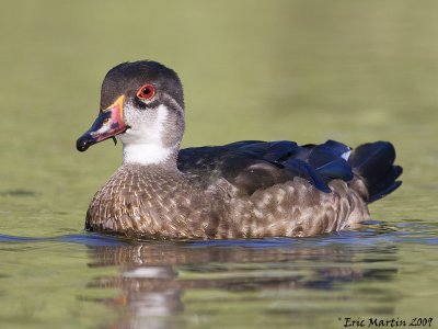 Canard Branchu Mle / Wood Duck