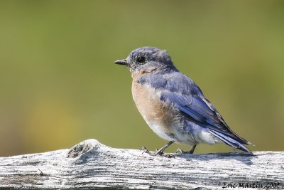 Merlebleu de l'Est / Eastern Bluebird