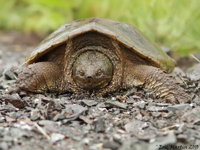 Tortue Serpentine / Snapping Turtle