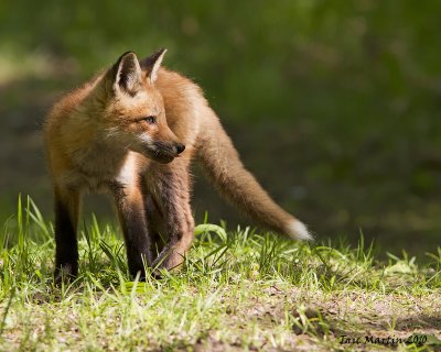 Renard roux / Red fox