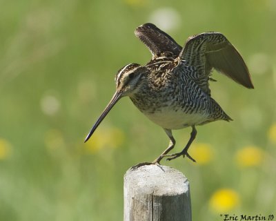 Bcassine de Wilson / Wilson's Snipe