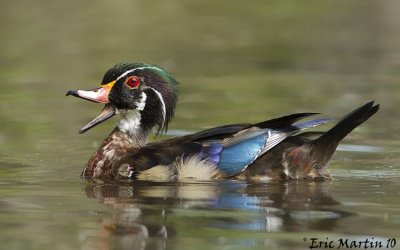 Canard Branchu Mle / Wood Duck