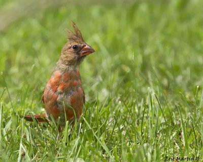 Cadinal rouge  immature / Northern Cardinal