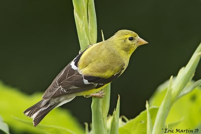 Chardonneret Jaune / American Goldfinch