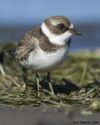 Pluvier Semipalm / Semipalmated Plover