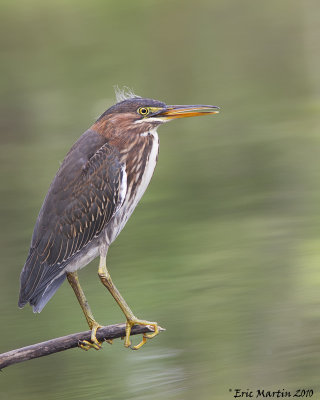 Hron Vert / Green Heron