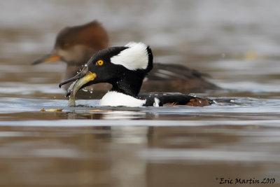Harle Couronné / Hooded Merganser