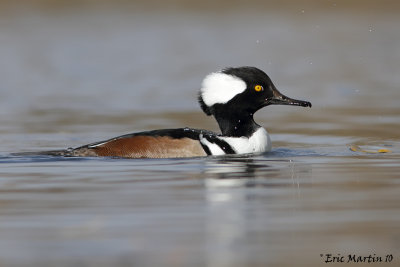 Harle Couronn / Hooded Merganser 