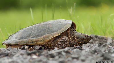 Tortue Serpentine / Snapping Turtle