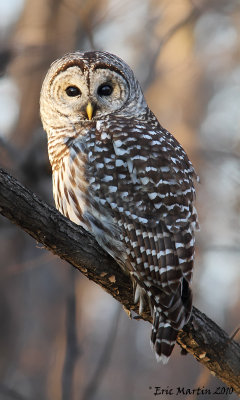 Chouette Raye /  Barred Owl