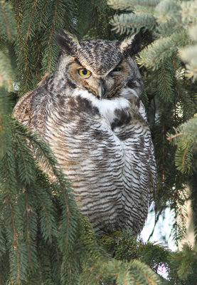 Grand-Duc D'Amerique / Great Horned Owl