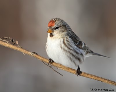 Sizerin Flamm / Common Redpoll