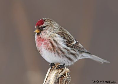 Sizerin Flamm / Common Redpoll