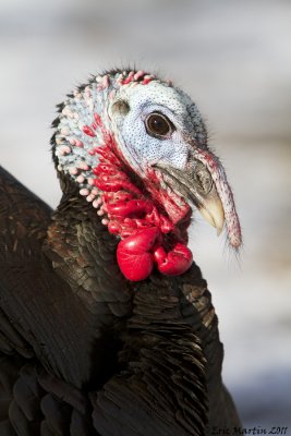 Dindon Sauvage / Wild Turkey