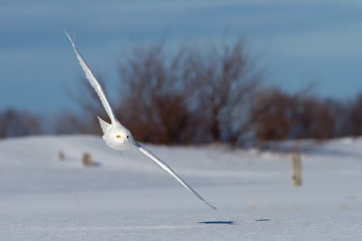 Harfang des Neiges  Mle / Snowy Owl