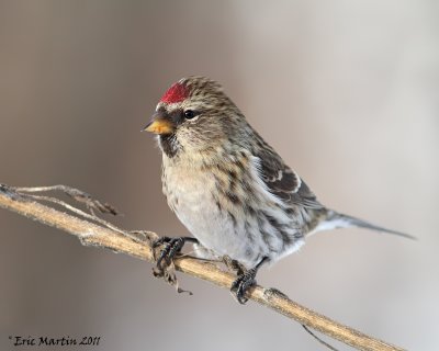 Sizerin Flamm / Common Redpoll