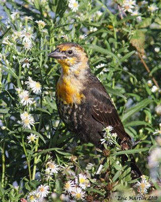 Carouge  Tte Jaune (juv) / Yellow-headed Blackbird (juv) 