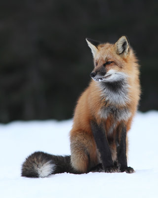 Renard roux / Red fox