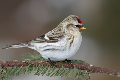 Sizerin blanchtre / Hoary Redpoll 