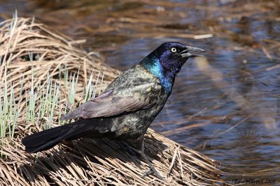  Quiscale Bronz / Common Grackle 0472