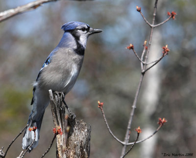  Geai bleu / Blue jay 0492 