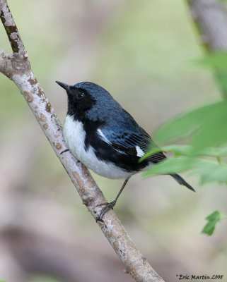 Paruline bleue / Black-throated Blue Warbler
